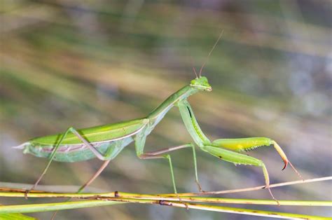 Quelle est la signification des mantes religieuses